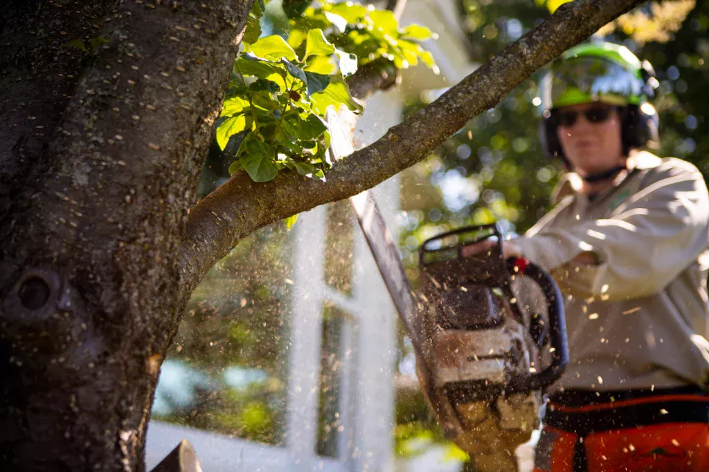Tree Trimming Services